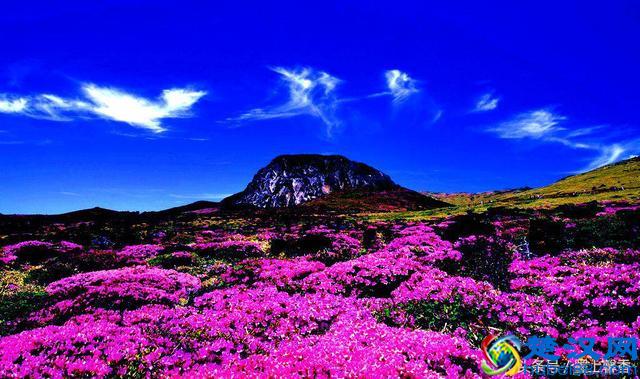 一望无际的是绝美花海，看着都感到好幸福！