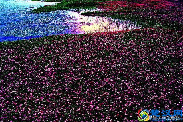 一望无际的是绝美花海，看着都感到好幸福！