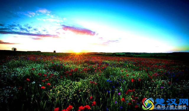 一望无际的是绝美花海，看着都感到好幸福！