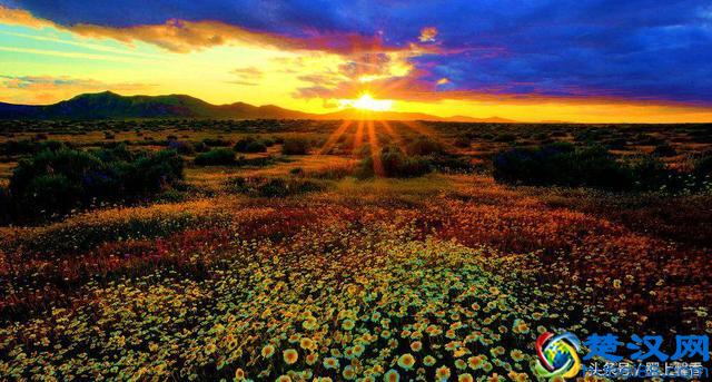 一望无际的是绝美花海，看着都感到好幸福！