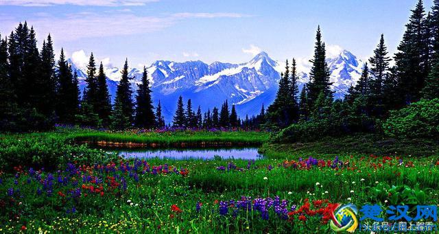 一望无际的是绝美花海，看着都感到好幸福！