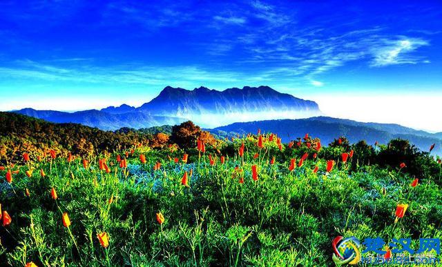 一望无际的是绝美花海，看着都感到好幸福！