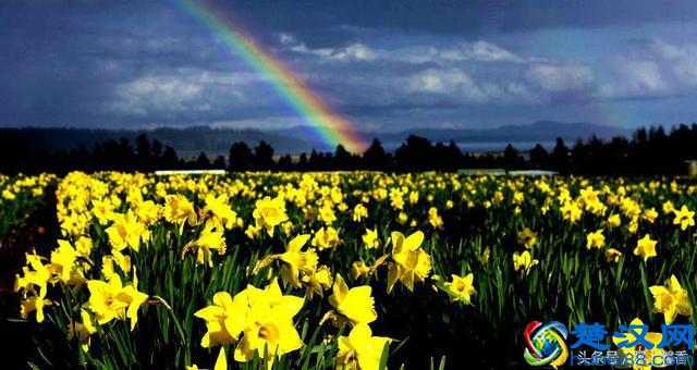 一望无际的是绝美花海，看着都感到好幸福！