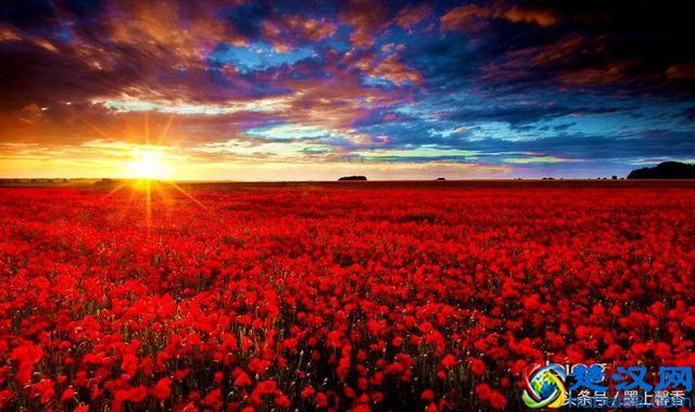 一望无际的是绝美花海，看着都感到好幸福！