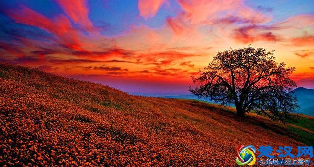 一望无际的是绝美花海，看着都感到好幸福！