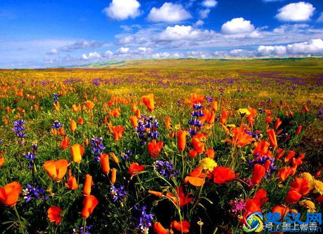 一望无际的是绝美花海，看着都感到好幸福！