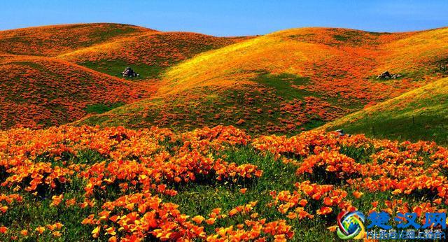 一望无际的是绝美花海，看着都感到好幸福！