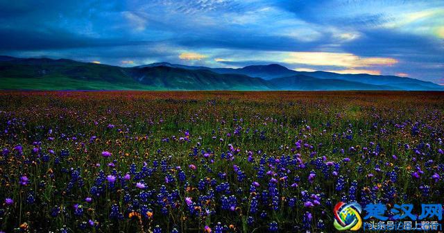 一望无际的是绝美花海，看着都感到好幸福！