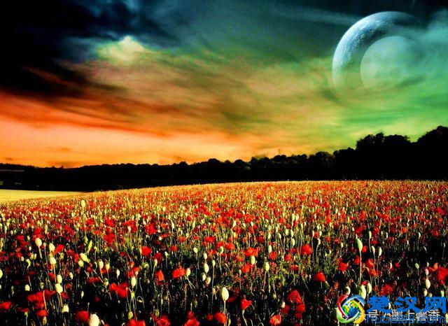 一望无际的是绝美花海，看着都感到好幸福！