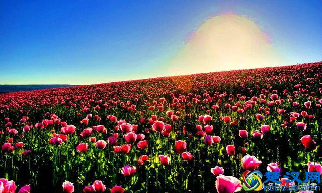 一望无际的是绝美花海，看着都感到好幸福！