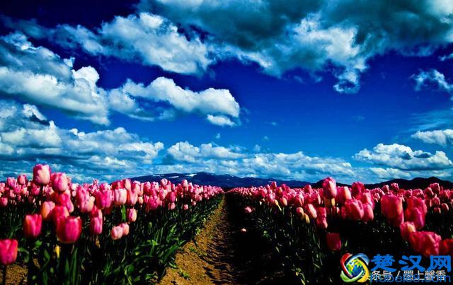 一望无际的是绝美花海，看着都感到好幸福！