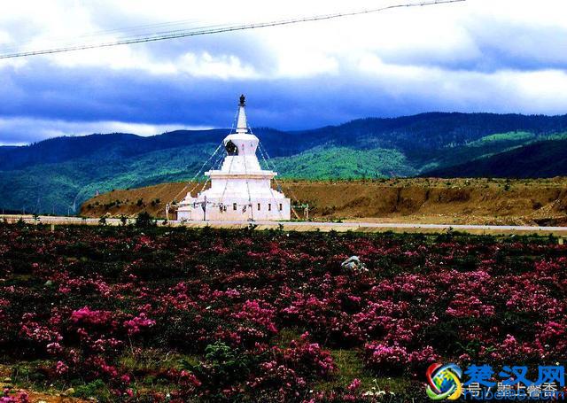 一望无际的是绝美花海，看着都感到好幸福！