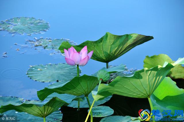 生活中到处可见三角形事物，什么是三角形，三角形有什么特性