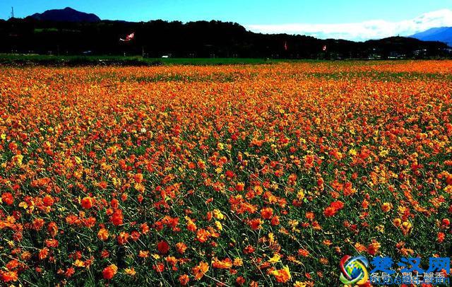 一望无际的是绝美花海，看着都感到好幸福！