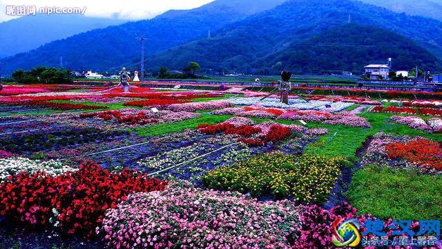 一望无际的是绝美花海，看着都感到好幸福！