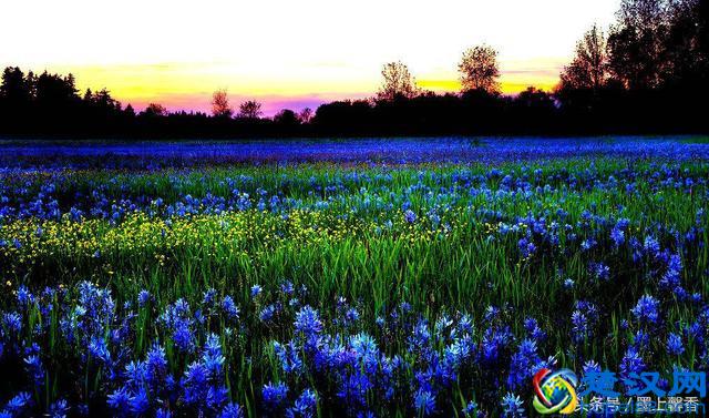 一望无际的是绝美花海，看着都感到好幸福！