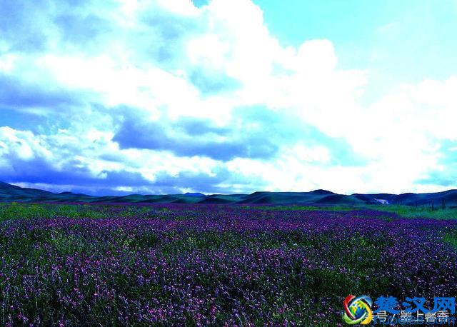 一望无际的是绝美花海，看着都感到好幸福！