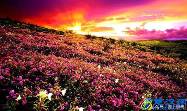 一望无际的是绝美花海，看着都感到好幸福！