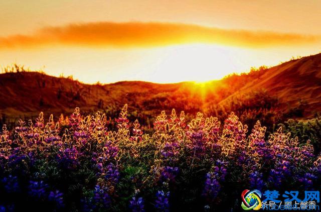 一望无际的是绝美花海，看着都感到好幸福！