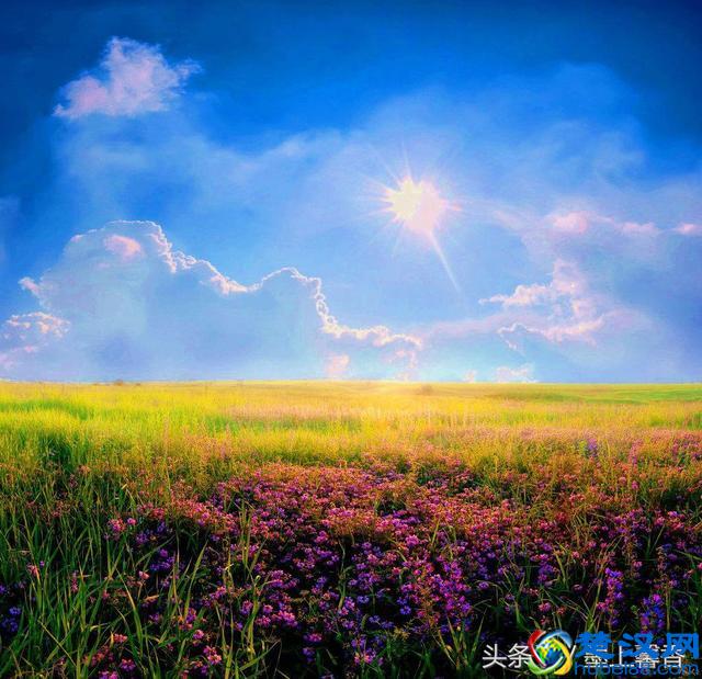 一望无际的是绝美花海，看着都感到好幸福！