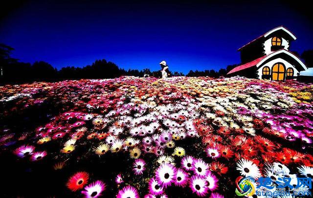 一望无际的是绝美花海，看着都感到好幸福！