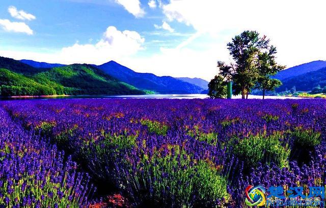 一望无际的是绝美花海，看着都感到好幸福！