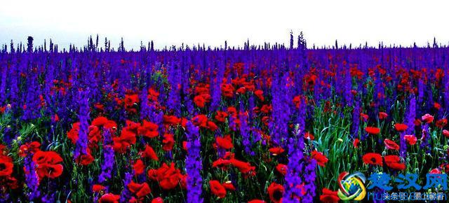 一望无际的是绝美花海，看着都感到好幸福！