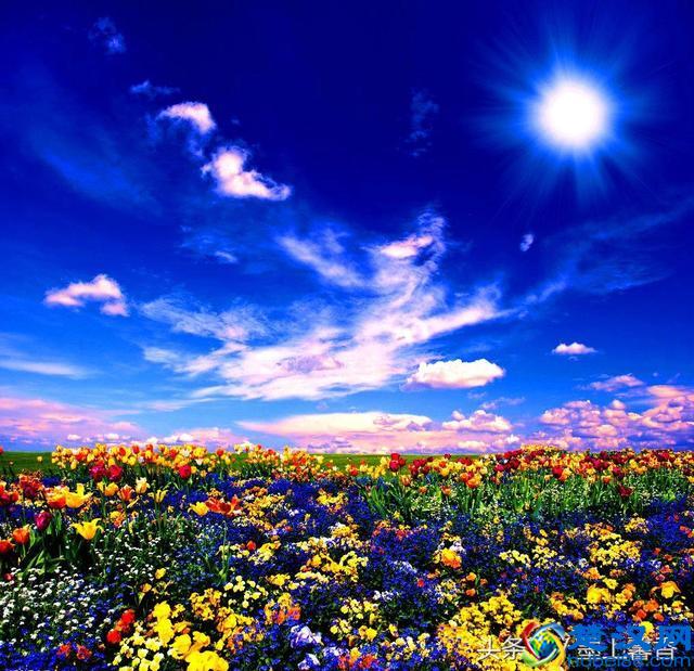 一望无际的是绝美花海，看着都感到好幸福！