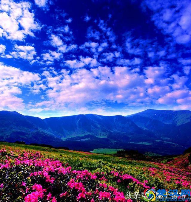 一望无际的是绝美花海，看着都感到好幸福！