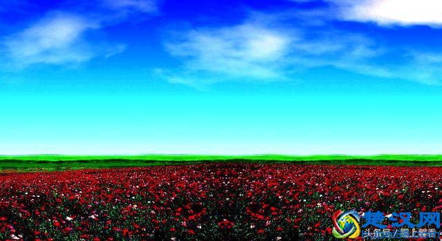 一望无际的是绝美花海，看着都感到好幸福！