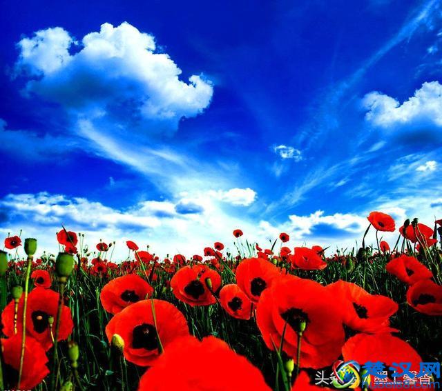 一望无际的是绝美花海，看着都感到好幸福！