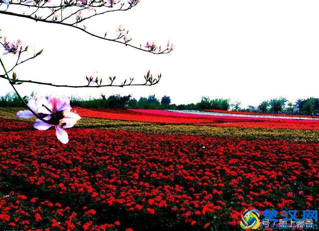 一望无际的是绝美花海，看着都感到好幸福！