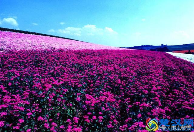 一望无际的是绝美花海，看着都感到好幸福！