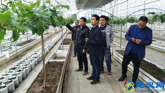 关于硝酸钾在葡萄上使用的14点注意事项!