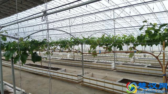 关于硝酸钾在葡萄上使用的14点注意事项!