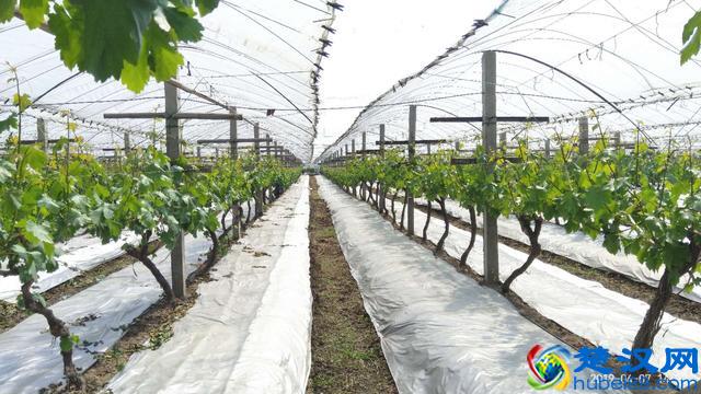 关于硝酸钾在葡萄上使用的14点注意事项!