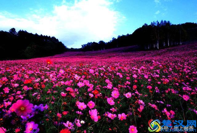 一望无际的是绝美花海，看着都感到好幸福！