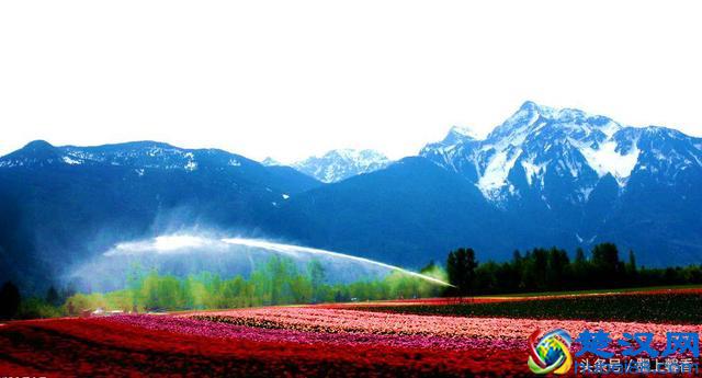 一望无际的是绝美花海，看着都感到好幸福！