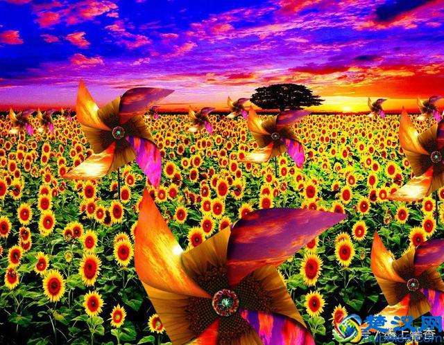 一望无际的是绝美花海，看着都感到好幸福！