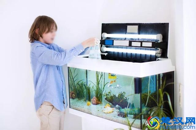 刚买的硝化细菌,怎么用才有效果?