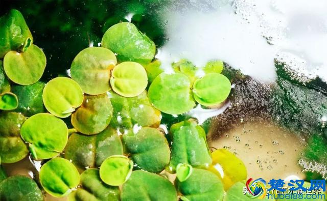 刚买的硝化细菌,怎么用才有效果?