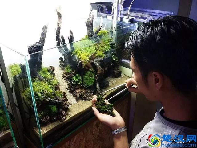 刚买的硝化细菌,怎么用才有效果?