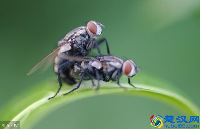 你知道苍蝇怕什么嘛？农村一个土办法简单灭蝇！