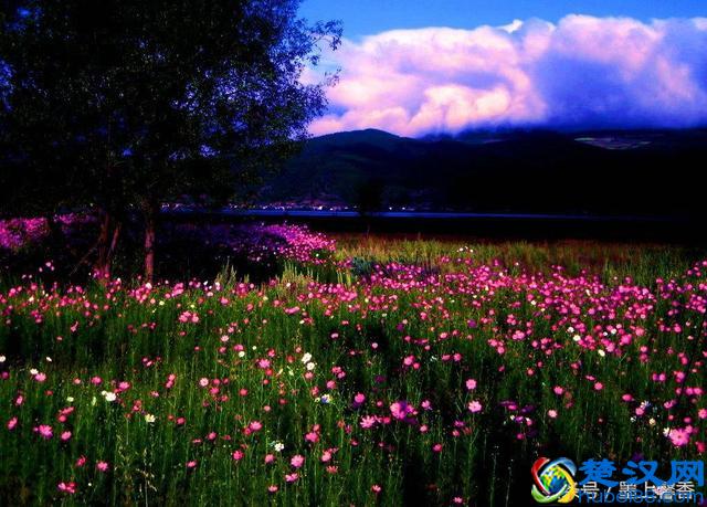 一望无际的是绝美花海，看着都感到好幸福！