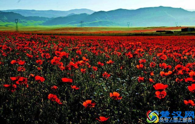 一望无际的是绝美花海，看着都感到好幸福！