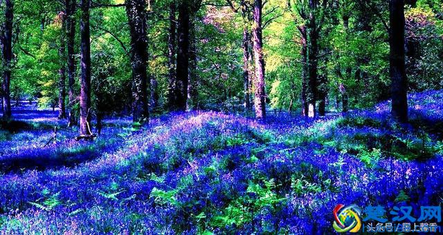 一望无际的是绝美花海，看着都感到好幸福！