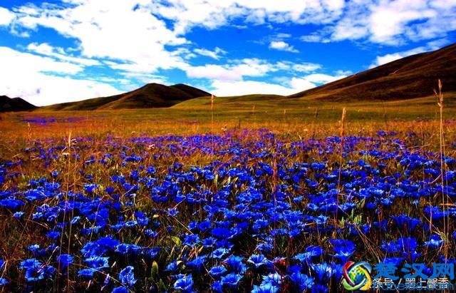 一望无际的是绝美花海，看着都感到好幸福！