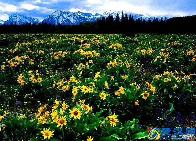 一望无际的是绝美花海，看着都感到好幸福！