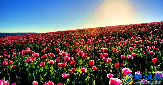 一望无际的是绝美花海，看着都感到好幸福！