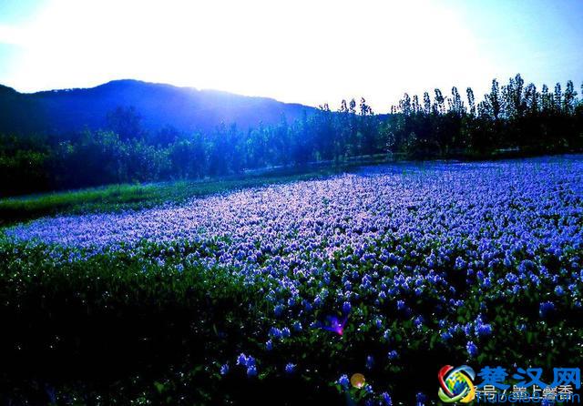 一望无际的是绝美花海，看着都感到好幸福！